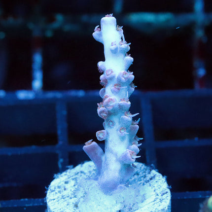 Unknown Acro with Potential