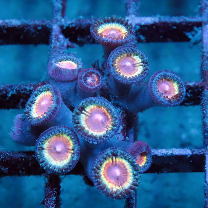 Vamps In Drag Zoa