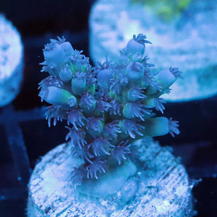 CC Frostebite Horrida