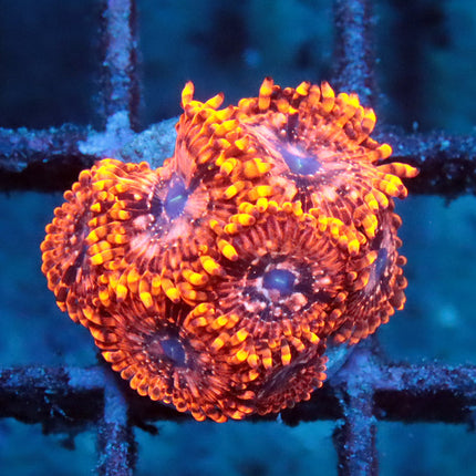 Utter Chaos Zoa
