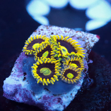 JF Irukandji Zoa (RARE)