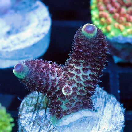 Raising Reef Blue Flame