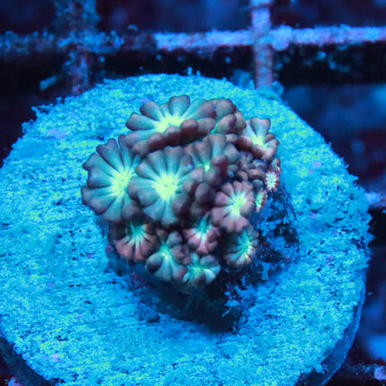 POTO Pink Alveopora