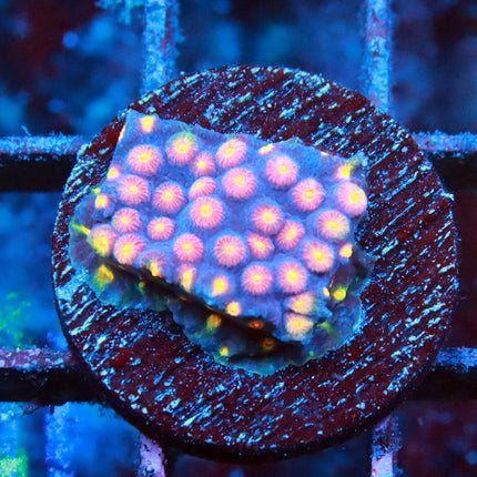 Monet Madness Cyphastrea
