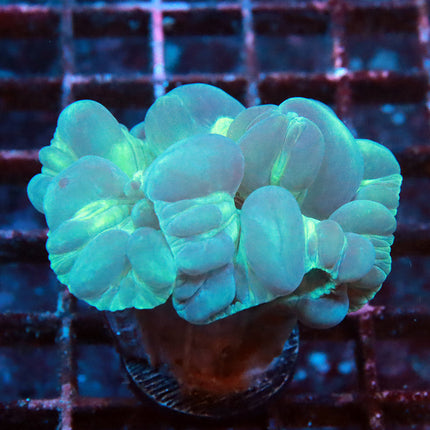 Fantastic Fox Coral