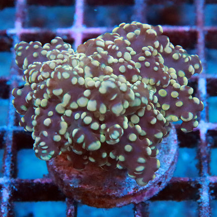 Teal Octospawn