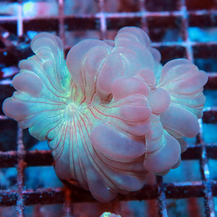 Fantastic Fox Coral