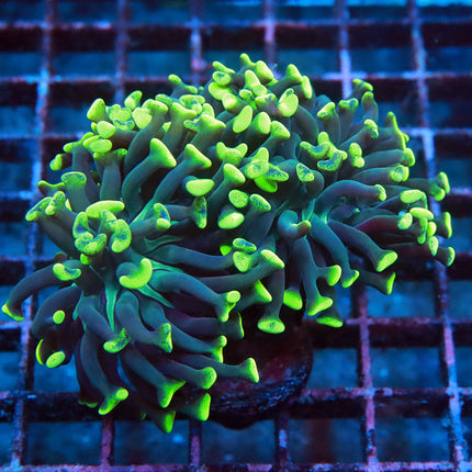 POTO Neon Branching Hammer