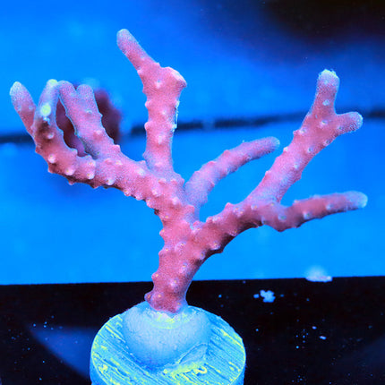 POTO Snowcone Anacopora
