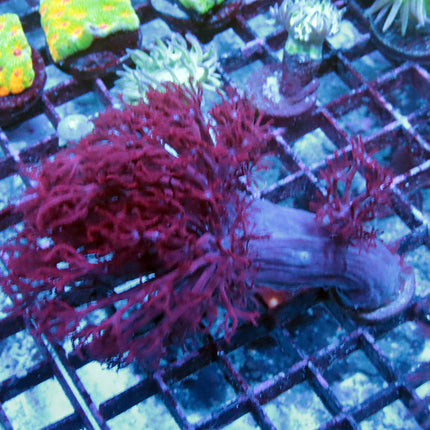 Red Xenia
