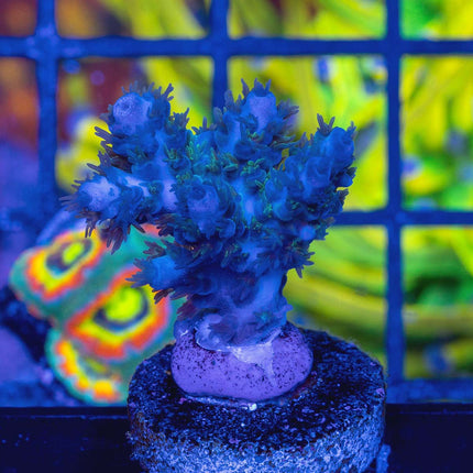 Artic Blast Acro