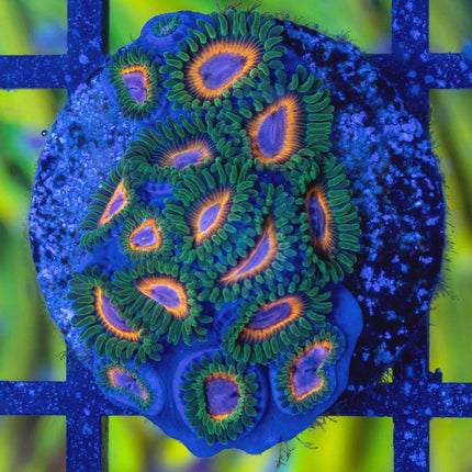 JF Fairy Tale Zoa