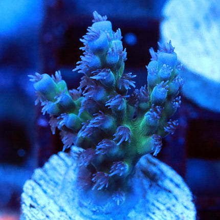 CC Frostbite horrida
