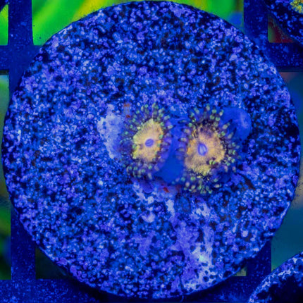 DogeCoin Zoa