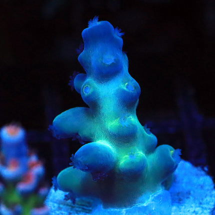 ReefGen Blueberry Fantasy