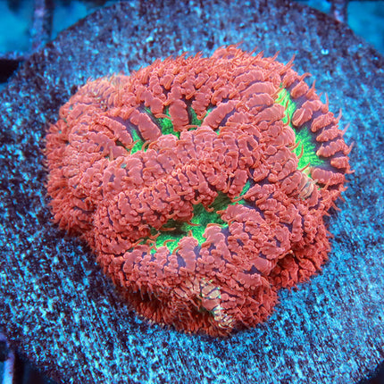 Beautiful Blasto Colony