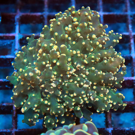 POTO Holy Grail Octospawn