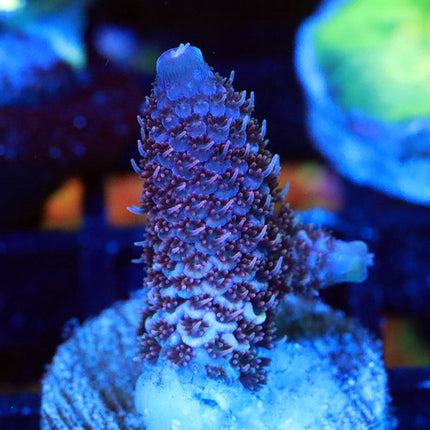 Raising Reef Blue Flame