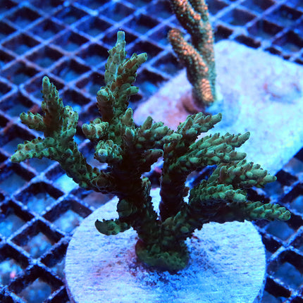 ORA Tri-Color Validia Colony