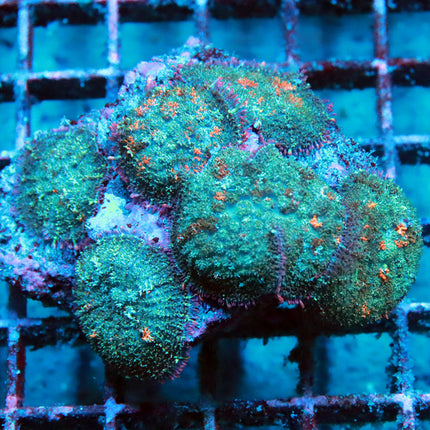 POTO Halloween Mushroom Colony