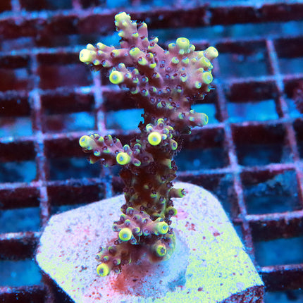 RRC Pink Cadillac Mini Colony