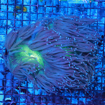 XL Homegrown Elegance Coral