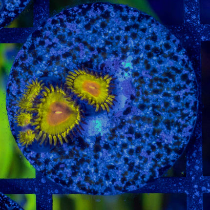 GB Golden Kiwi Zoa